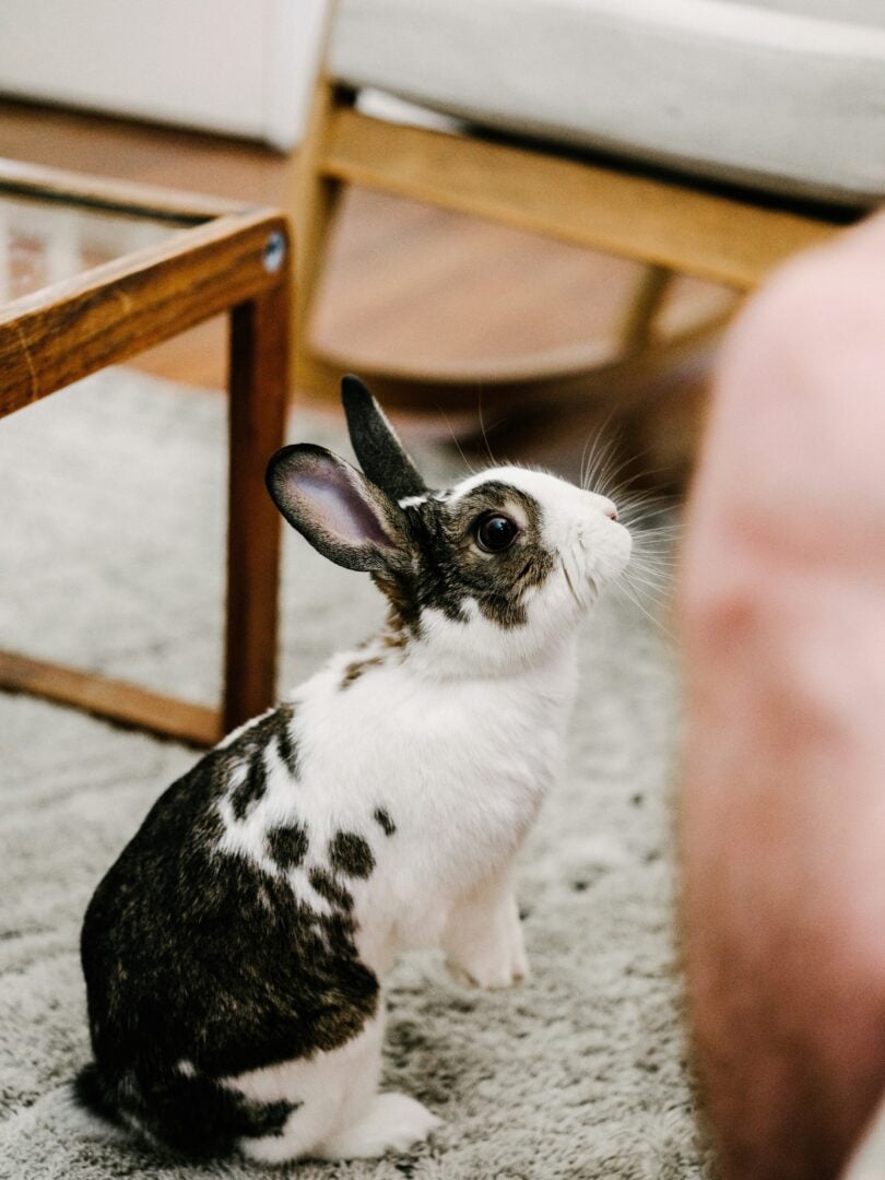 corey-oconnell-me4JXB-4gVQ-unsplash